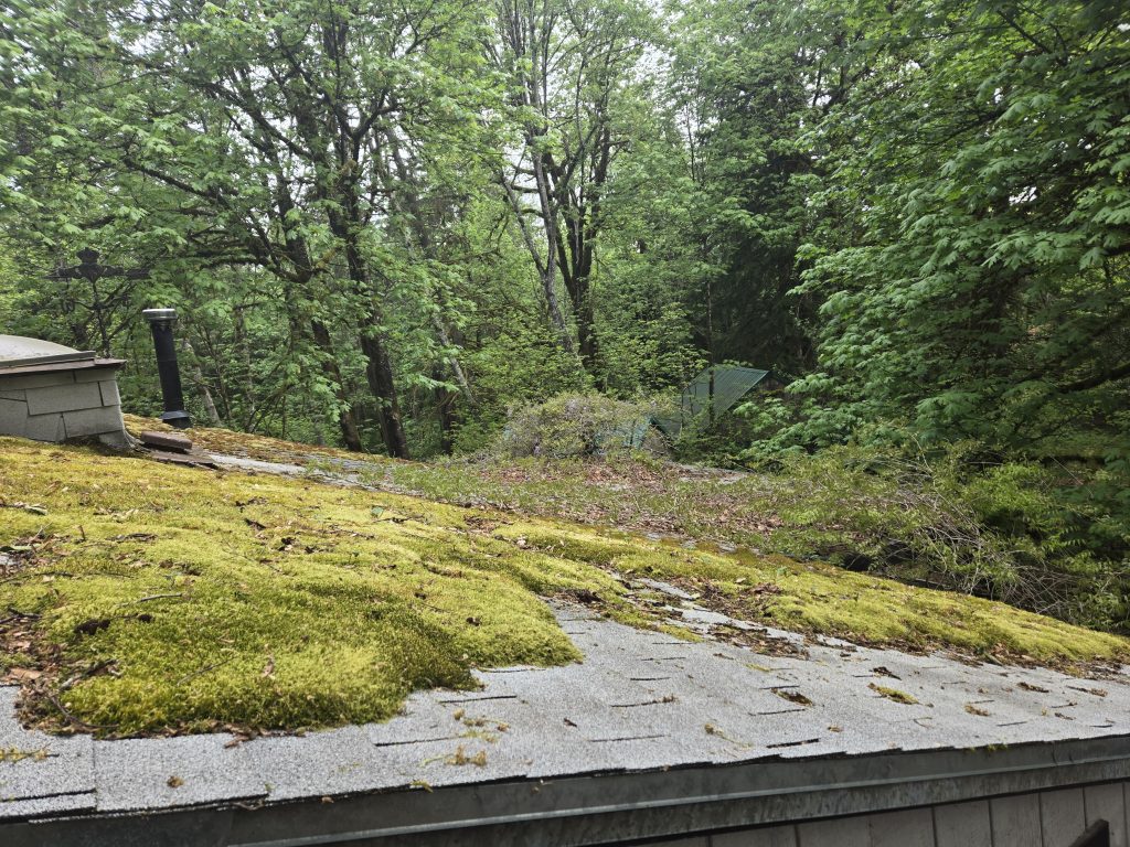 Mossy rooftop with surrounding forest view.