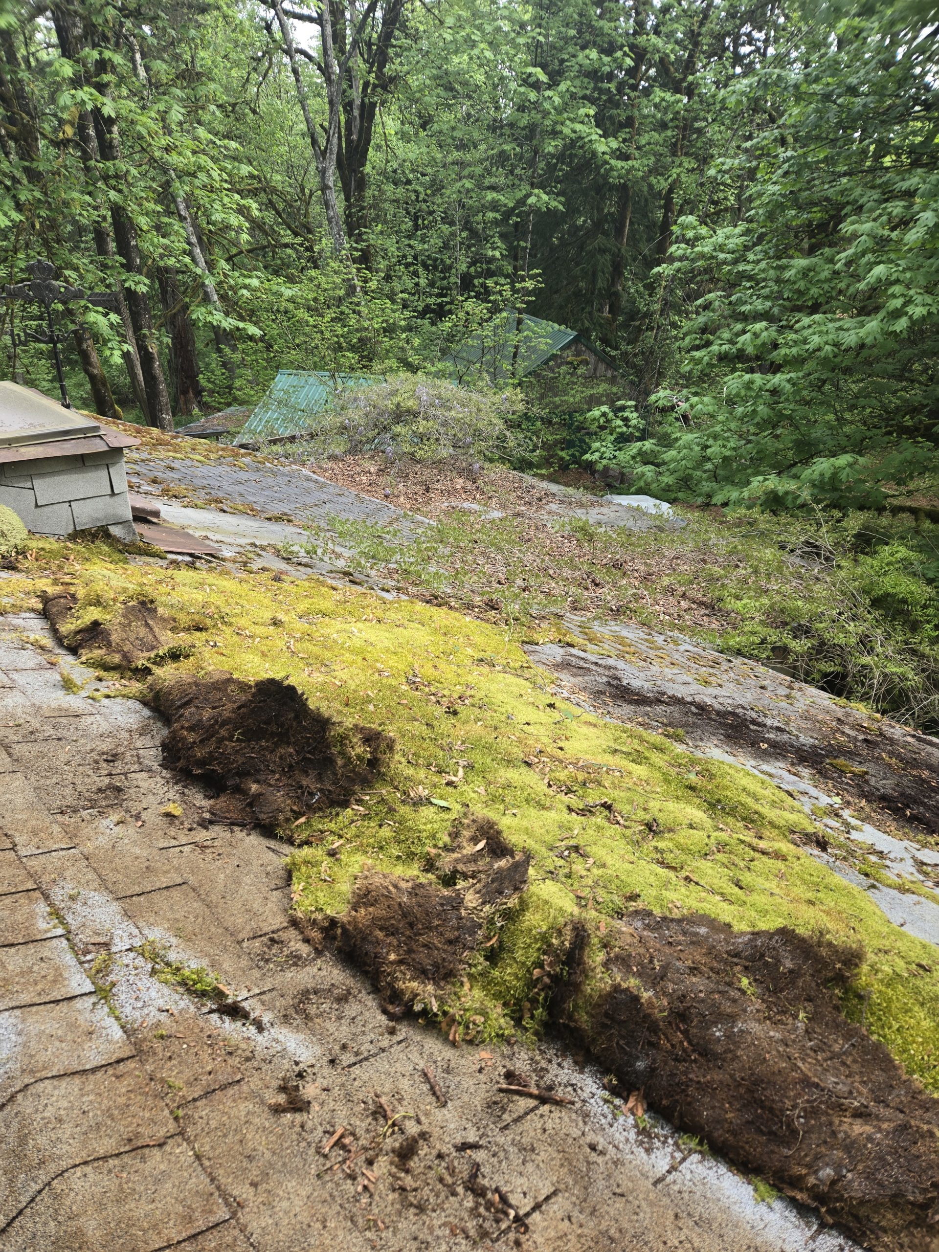 Moss-covered roof with surrounding forest view.